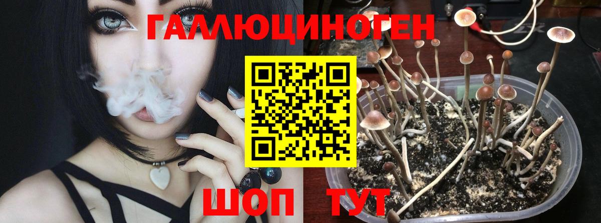 Галлюциногенные грибы Psilocybe Краснотурьинск